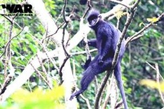 Populations of rare langur found in Quang Binh mountain