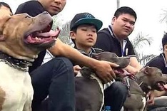 Dog fighting rings sprout up in Vietnam
