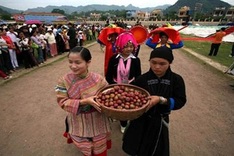 Bac Ha plum tree gardens lure visitors for harvest