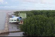 Sharp decline in mangrove forests in Vietnam