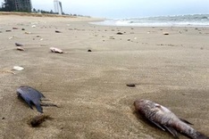 Mass fish deaths pollute Quang Binh beaches