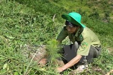 Central Highlands provinces fail to meet forest replantation target