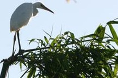 Rare treat for bird-lovers as storks flock to island sanctuary
