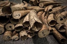 US posts $1 mln reward targeting Laos poaching ring