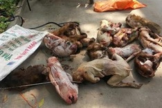 Man detained for trafficking 15 monkeys