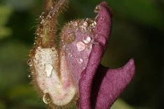 New flora species found in Quang Binh Province