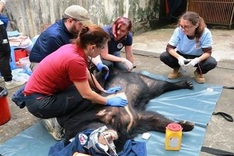 Vietnam links up with int’l partners for conservation