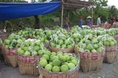 Harvest prices plunge for fruit growers in Mekong Delta