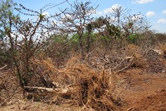Central Highlands suffers from severe drought
