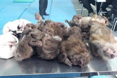 Car with six dead monkeys stopped