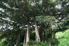 Ancient tree in Son Tra recognised as heritage
