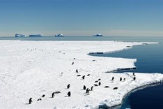 Hopes dashed for giant new Antarctic marine sanctuary