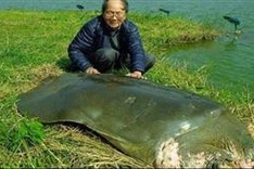 Sword Lake turtle’s body to be plastinated