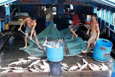 Tra fish industry caught in a trap
