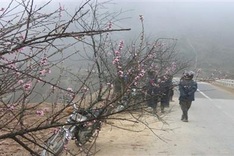 Peach flowers decorate Sapa's route