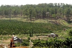 Forest protection law falls short