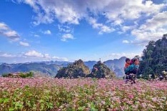 Ha Giang readies for Buckwheat Flower Festival 2017