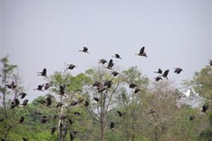 Cat Tien Park ready for world natural heritage status