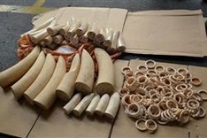 HCM City seizes 90kg of ivory disguised as food