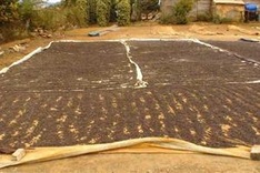 Drought hits pepper farmers on Phu Quoc