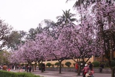 Hanoi turns blue purple