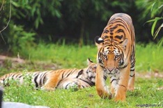 Less than 50 wild tigers left in Vietnam