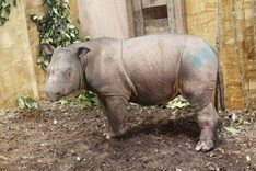 Capture of rare Sumatran rhino gives hope for species