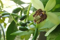Vanilla orchid discovered in Vietnam