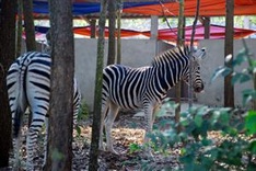 Dak Nong grants licences to wildlife farms