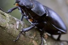 UN urges Westerners to learn to love edible insects