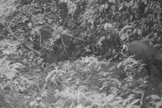 Rare mammal spotted in Vietnam for first time in 15 years