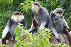 Exhibition on red-shanked douc opens at Book Street