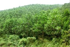 National programme targets 42% forest cover by 2020