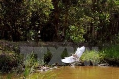 Lower U Minh Nat’l Park finds rarely seen wildlife species