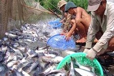 US changes anti-dumping taxes on Vietnamese tra fish