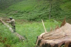 Forest land dwindles in Central Highlands’ localities