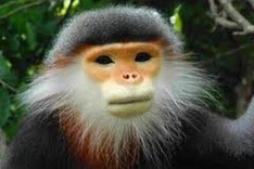 Vietnam grapples with primate preservation