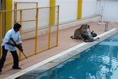 Elephants, tigers kill one human a day in India