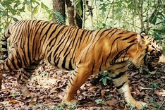 Tigers the focus of national conservation programme