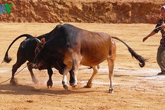Cow race at Khau Vai Love Market
