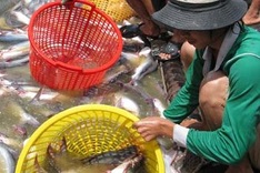 Mekong Delta fishermen face threat to livelihoods