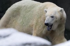 International ban on polar-bear trade rejected