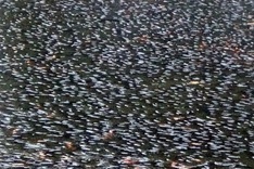 Thousands of fish die in Nhieu Loc-Thi Nghe Canal