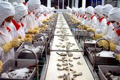 Seafood sector resumes work in Ca Mau