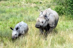 Rhino horn claim ‘unfounded'