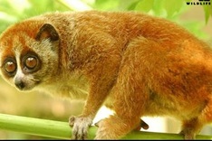 Phu Quoc to host photo exhibit of rescued wildlife