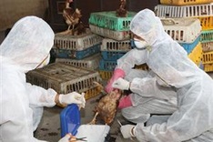 A/H5N1 avian flu spreads to 16 localities