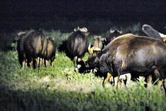 Rare wild bulls in need of protection