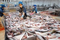 Vietnam to build European tra fish distribution centre