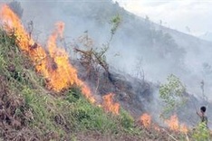 Urgent measures taken to prevent forest fires